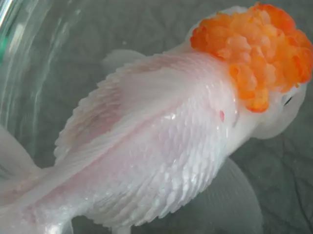 金鱼炸鳞怎么预防,鱼儿炸鳞能自愈吗