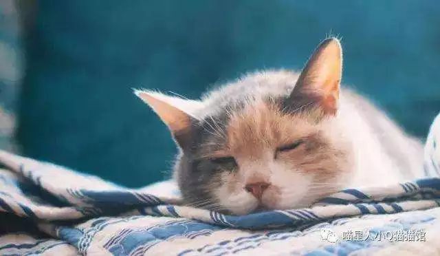 猫咪贫血吃补血肝精多久能好,猫咪有贫血和肾衰能治好吗