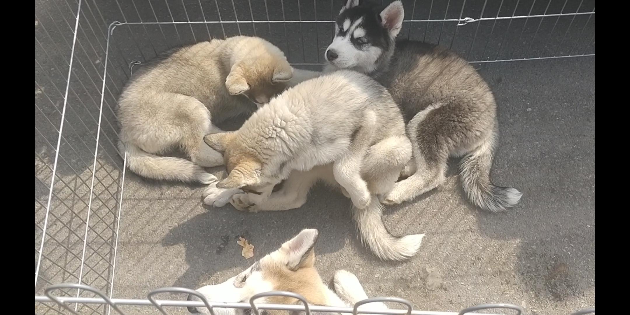 商丘宠物交易市场宠物兔,逛东北宠物交易市场