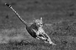 每天十条冷知识第61讲，狗不能吃海带？