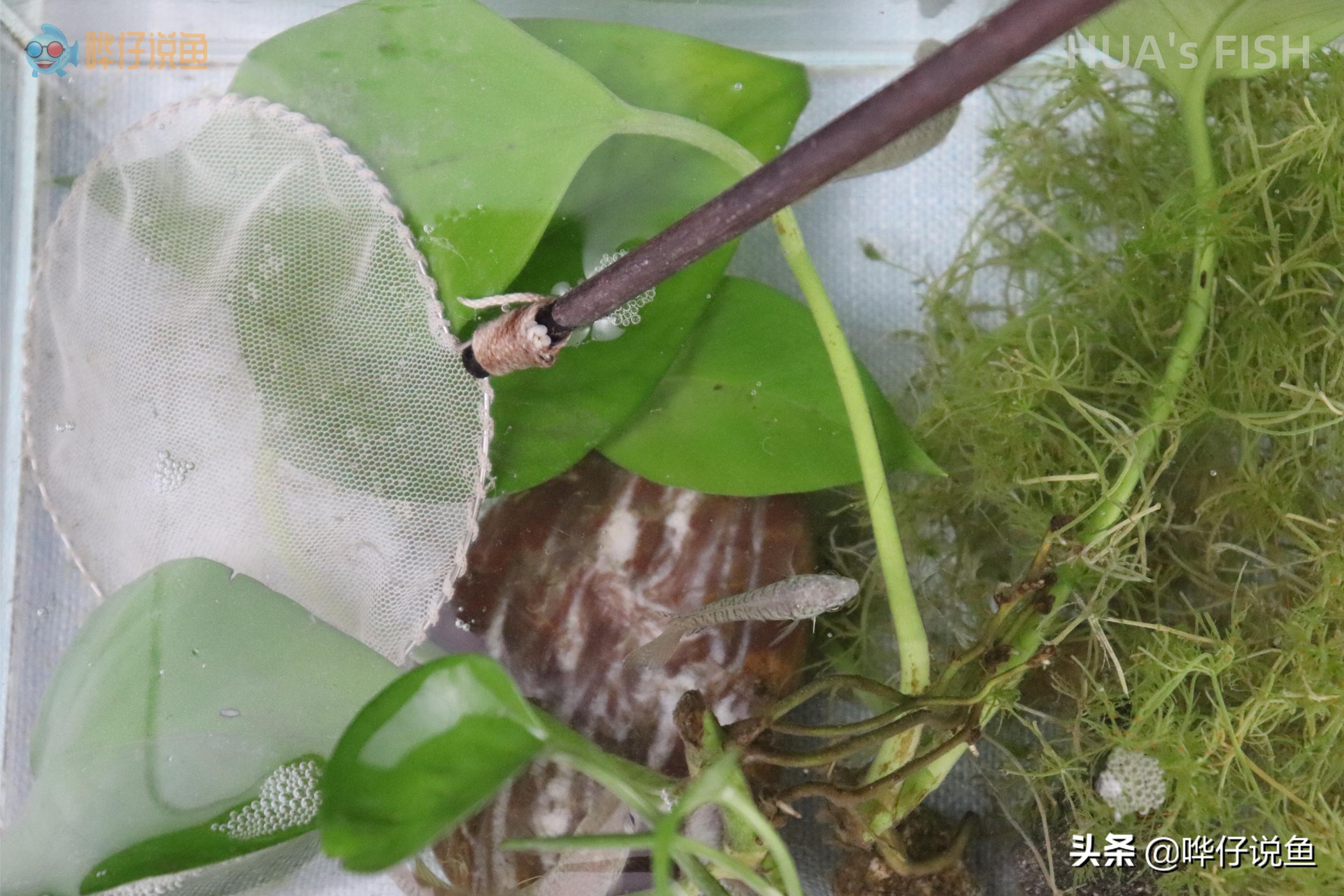 鱼缸养鱼怎么处理粪便,鱼缸里有鱼屎可以养什么