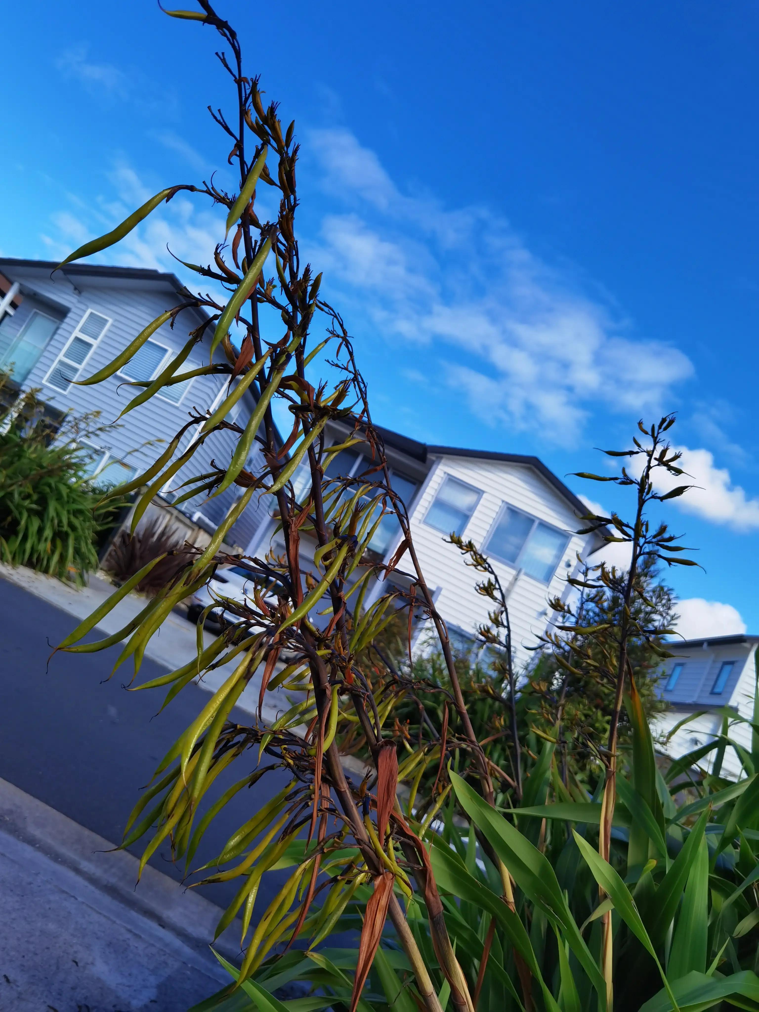 我爱全身是宝的新西兰麻