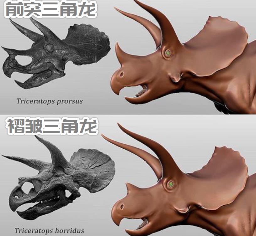 6600万年前大恐龙骨架拍卖，龙角超过1米，生前是霸王龙的食物