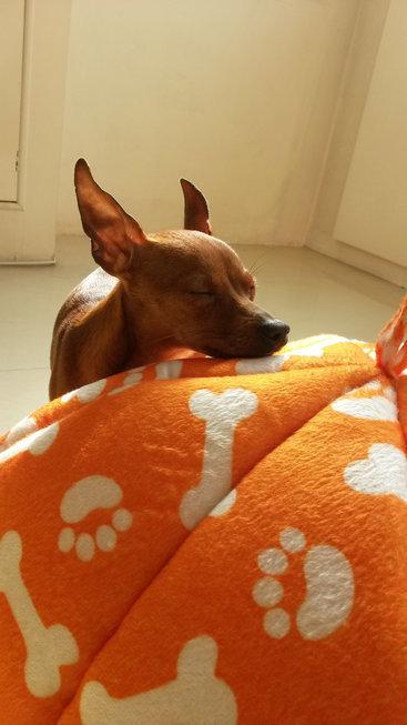 伸舌头的小鹿犬,爱洗澡的小鹿犬