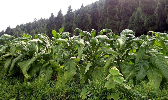 黄山的金凤凰,山沟里的金凤凰湖北