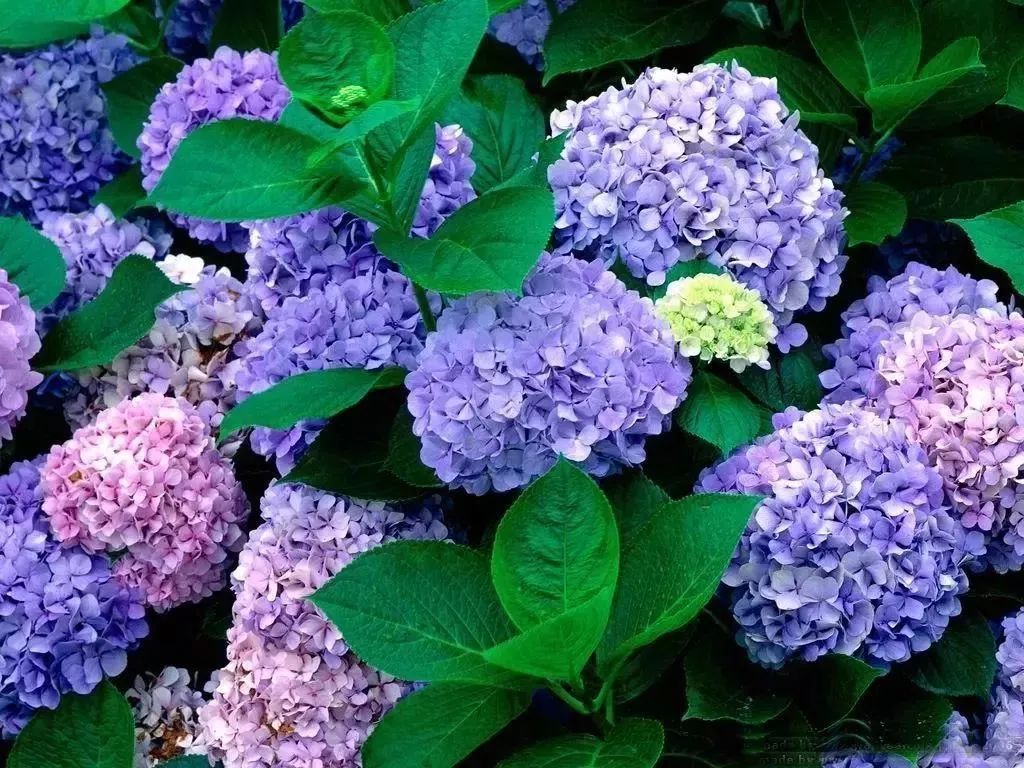 看到花的时候,不知是什么花?那就收下这份百花图谱