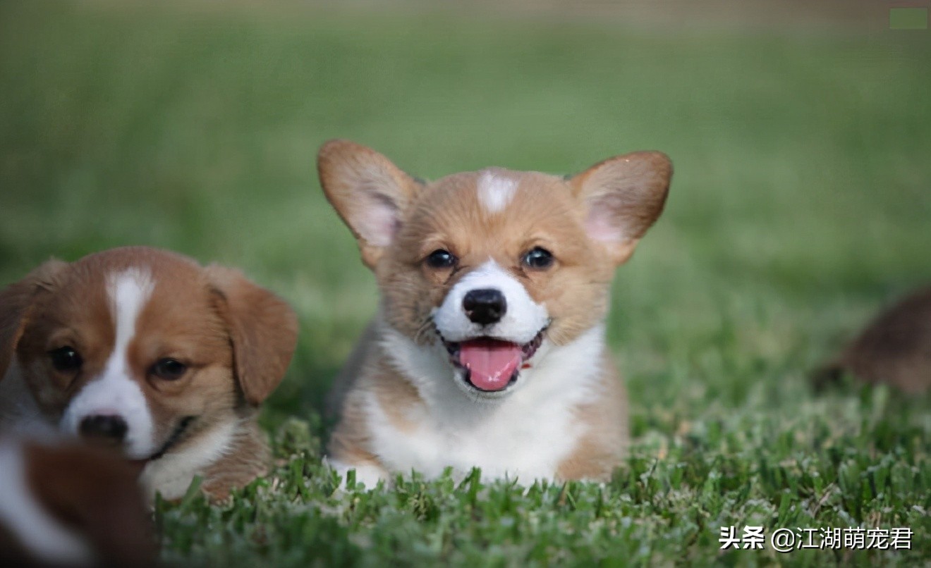 大狗经常被小狗欺负怎么办,小狗惹大狗