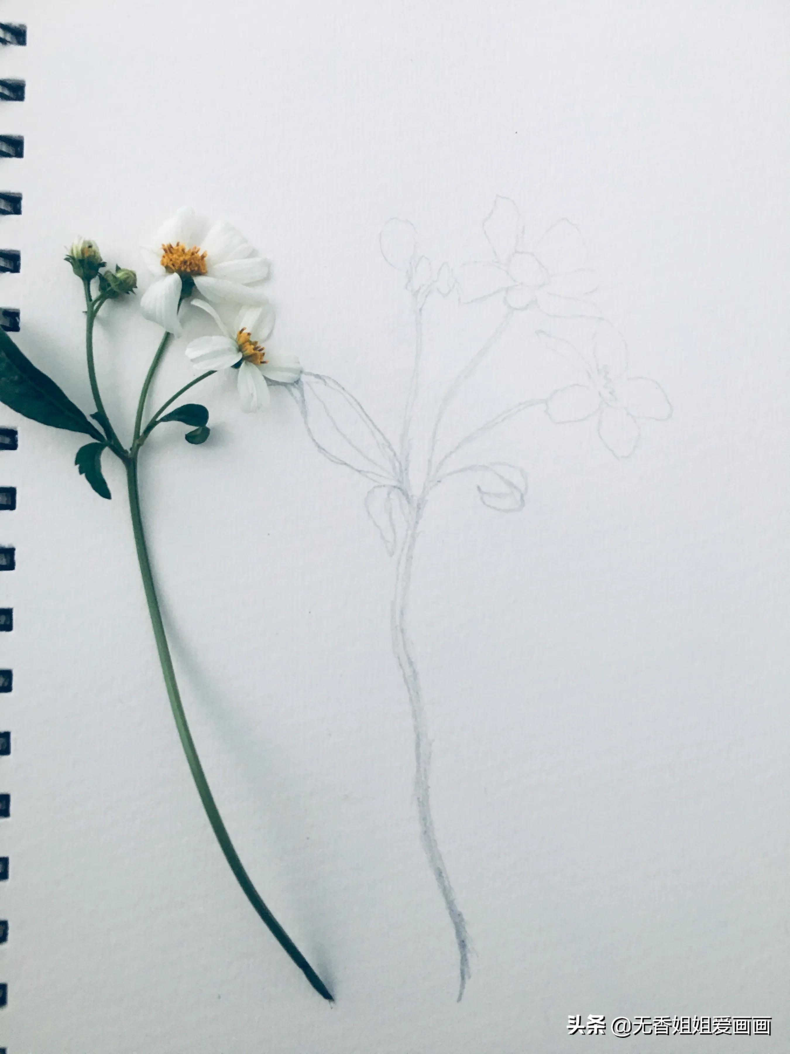 用水彩画简易草,水彩野花绘画