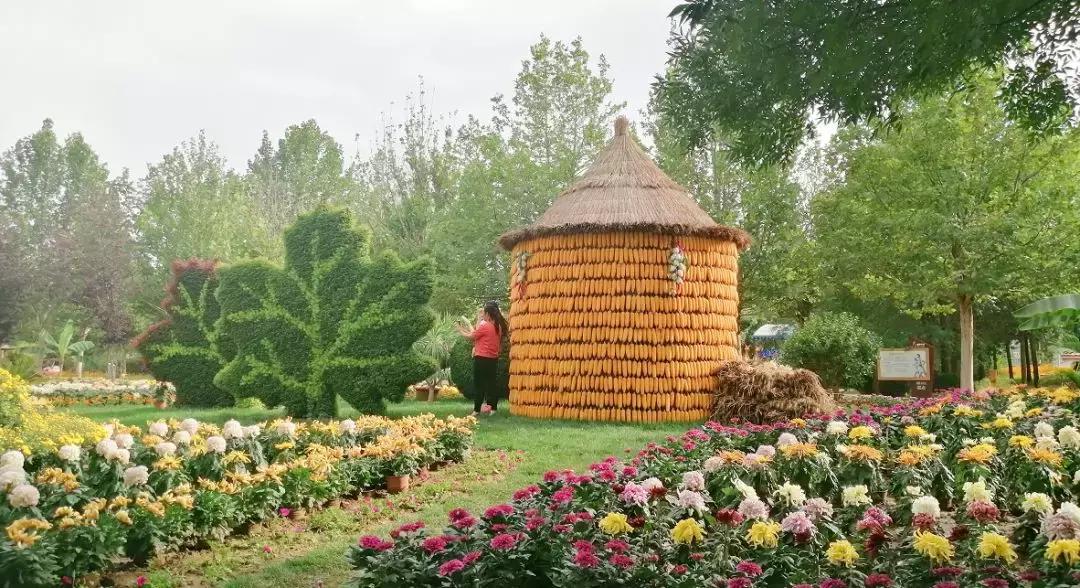 北京菊花花海,北京赏花好去处国际花港