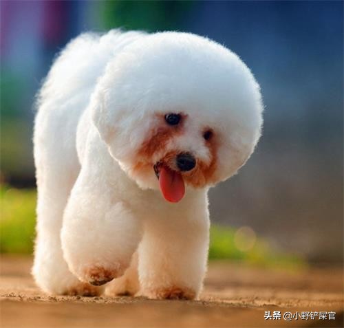 铲屎官们怎么清理狗狗的粪便,铲屎官清洁猫耳朵