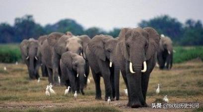 象棋为什么是象棋象才是象棋,象棋是怎么来的为什么叫象棋