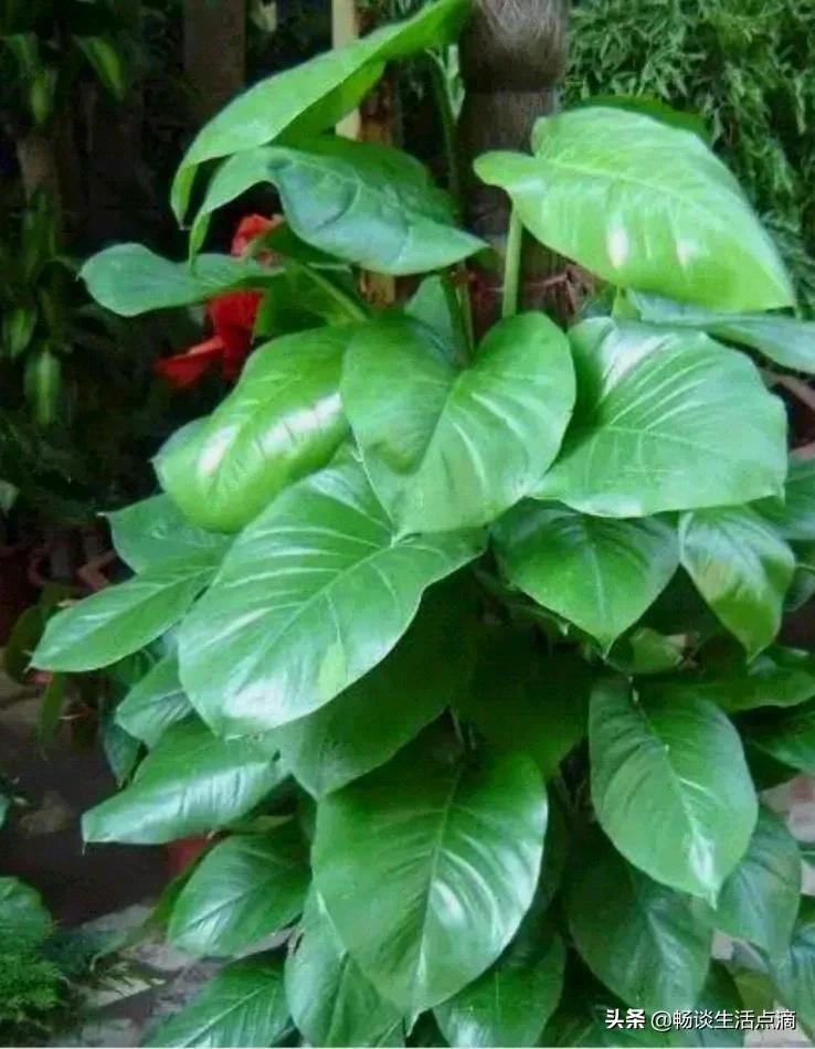 卧室放什么花卉植物比较好,夜间可以放在卧室的花卉有哪些