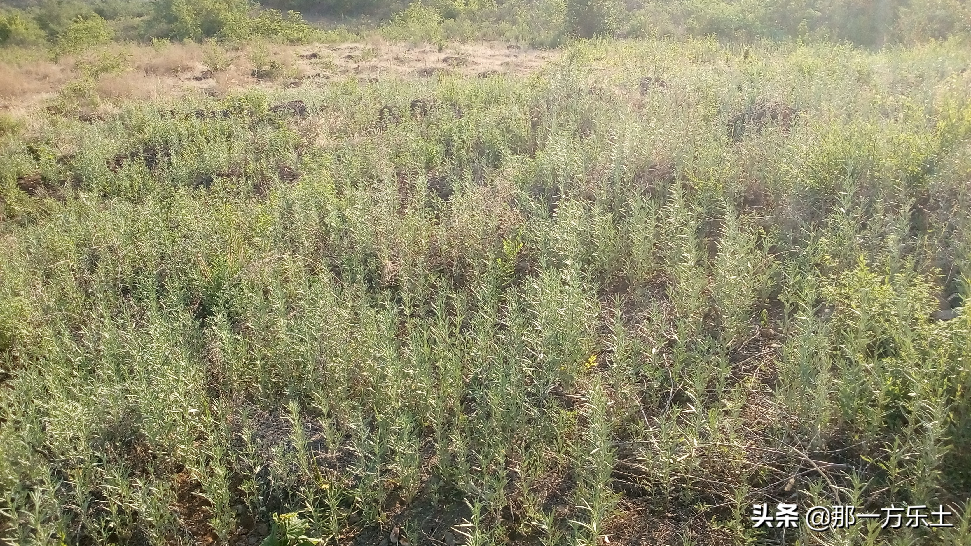 雷大妈榛子园,大榛子园建设