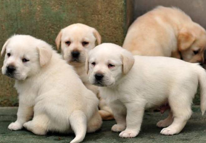 为什么狗狗都害怕进医院,狗狗害怕去宠物店是什么原因