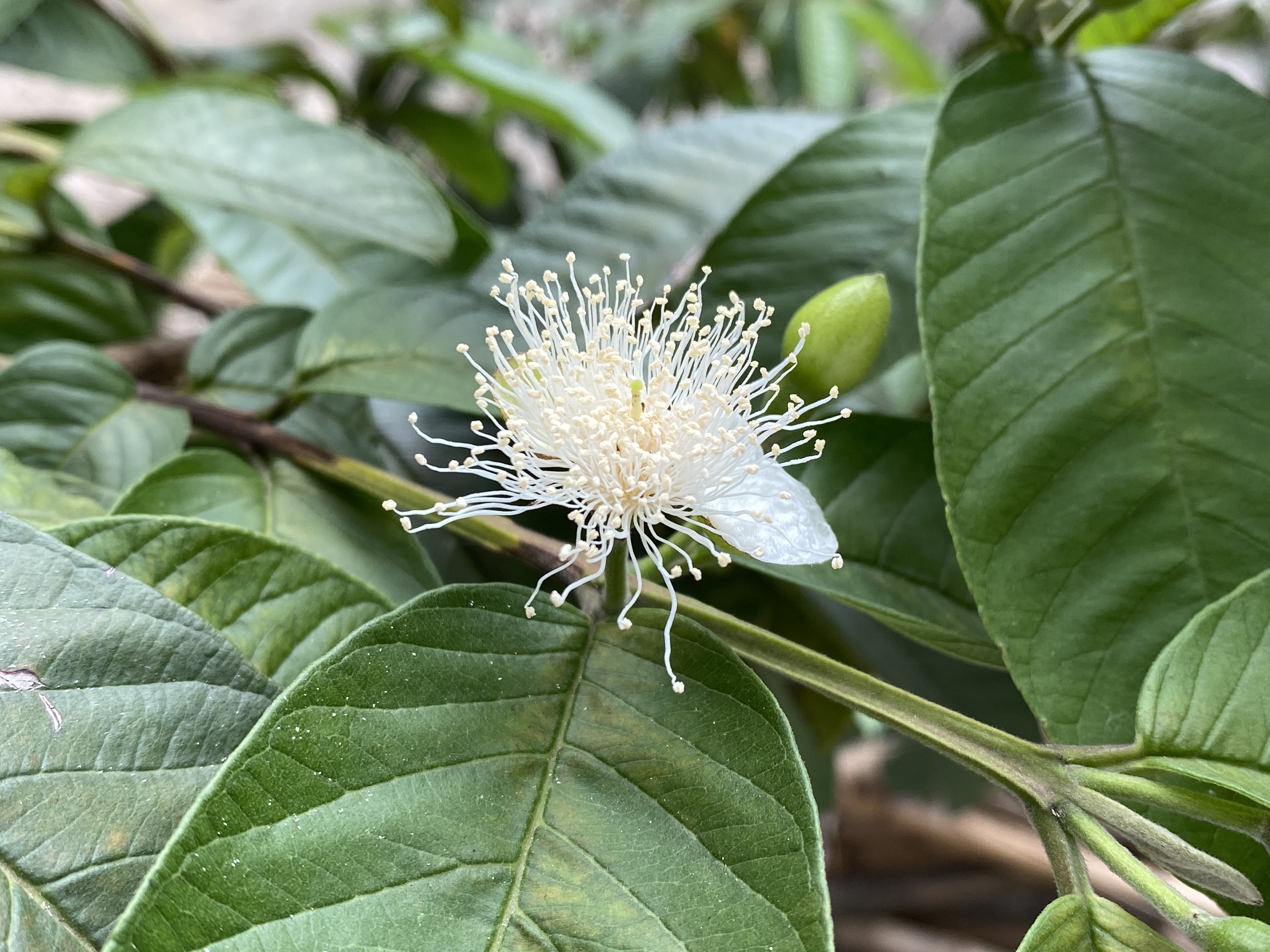 怎样防止番石榴虫害,番石榴开花遇蓟马