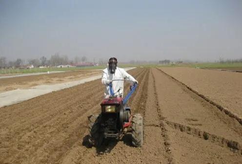 生姜全程病虫害解决方案,生姜苗后地下害虫用什么农药