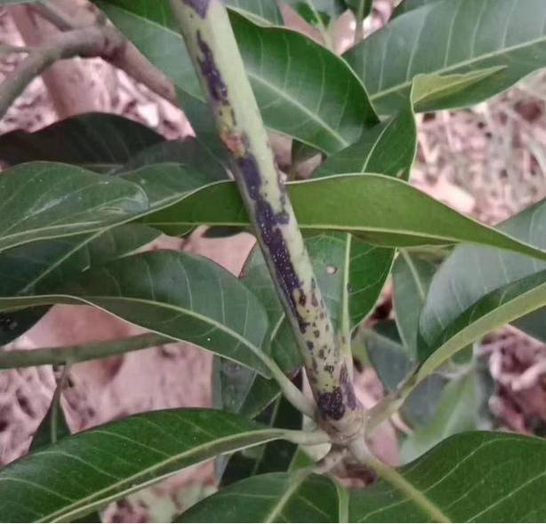 金煌芒果套袋后角斑病用药,哪些药剂可以预防芒果角斑病