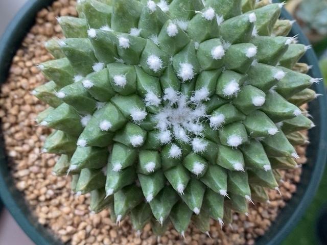 春季开花的仙人球迎春，夏季也很美，一簇簇绒毛就像雪花一样漂亮