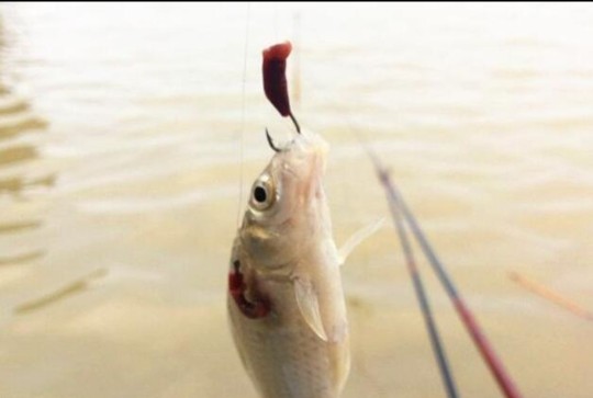 野钓鲫鱼什么季节用行程漂,野钓鲫鱼什么季节最合适
