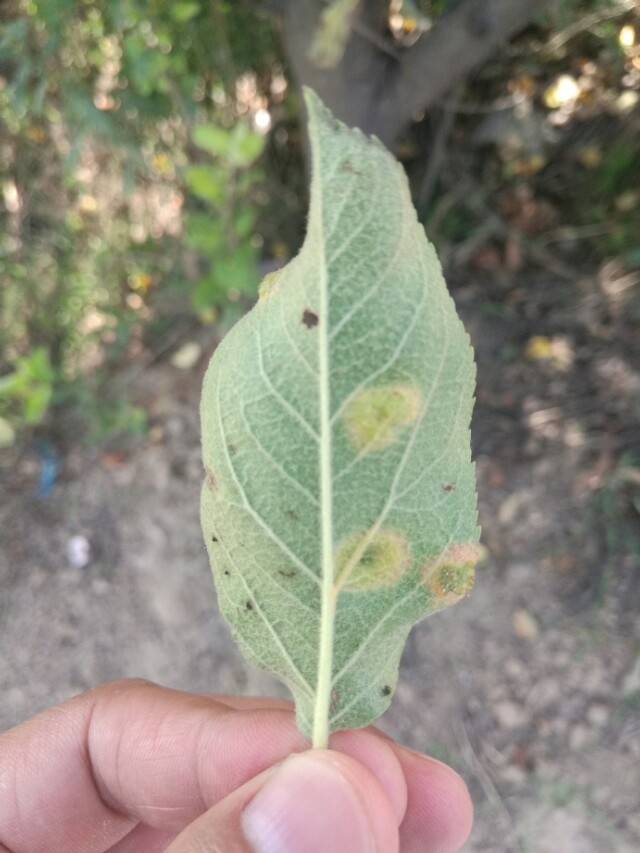 看图识病100例,看图识病图片及答案