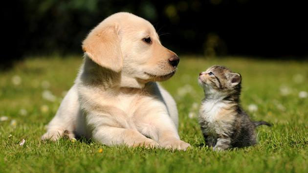 猫抓狗咬狂犬疫苗怎么报销,合作医疗猫抓狗咬报销吗