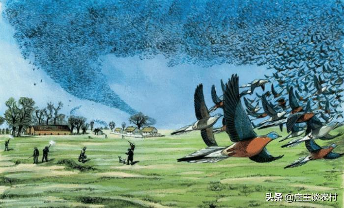 保护的小动物有哪些,保护类小动物