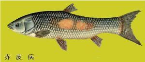 赤皮病草鱼治疗方法,鱼赤皮病治疗