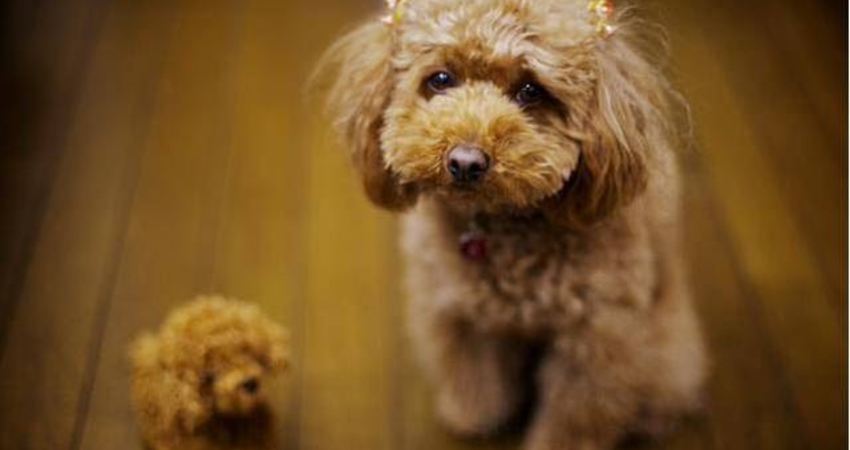 贵宾犬的哪种体态更适合新手,标准型贵宾犬和迷你型贵宾犬区别