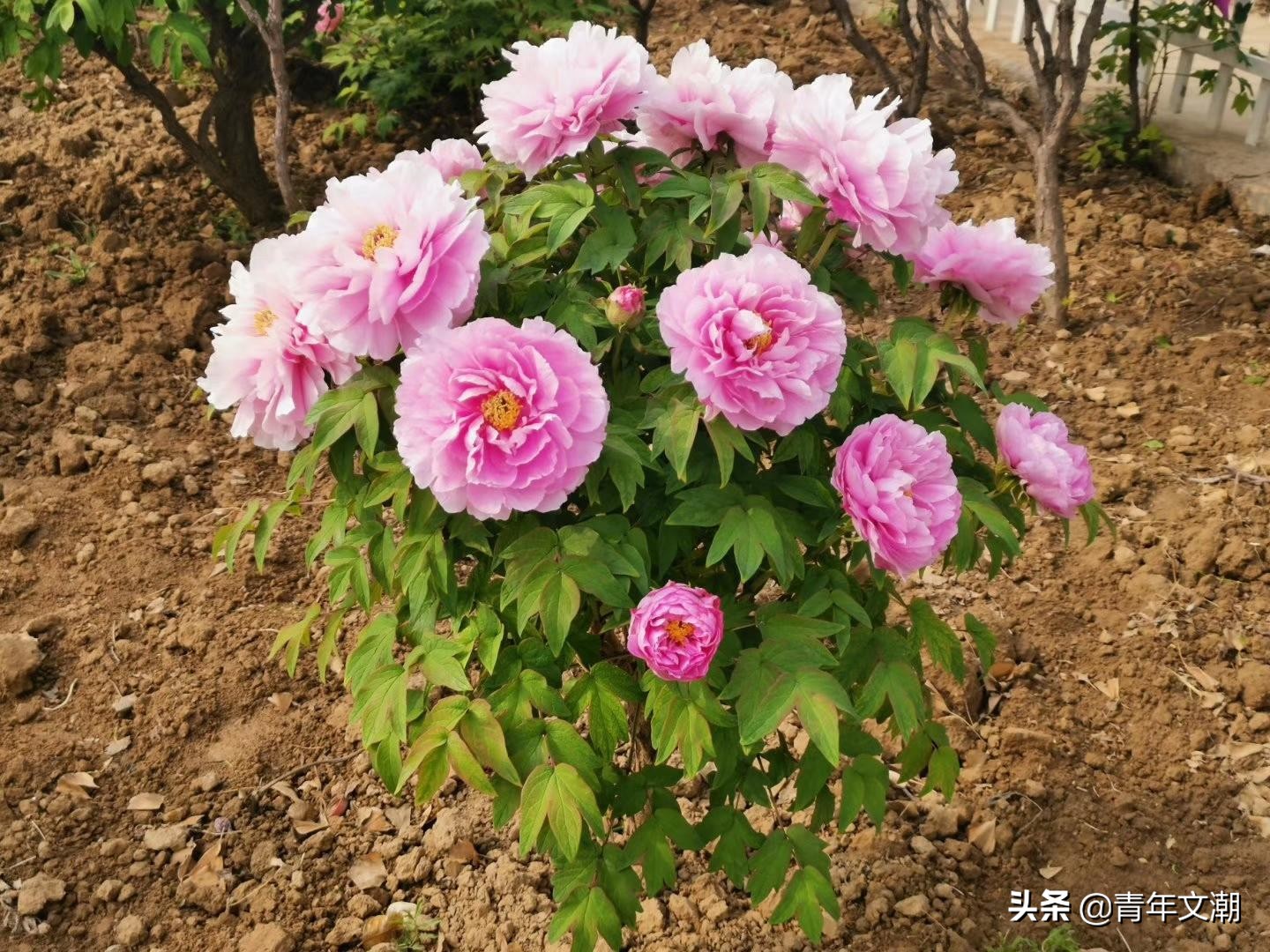 姥姥的老屋图片大全,姥姥的老屋散文