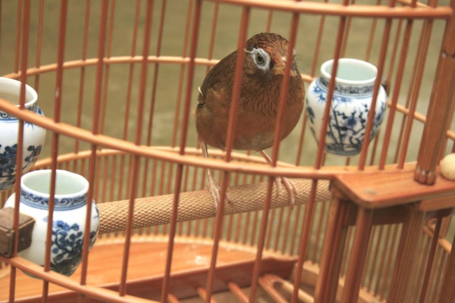 养鸟知识讲解画眉鸟,养鸟经验分享画眉鸟爱鸟护鸟