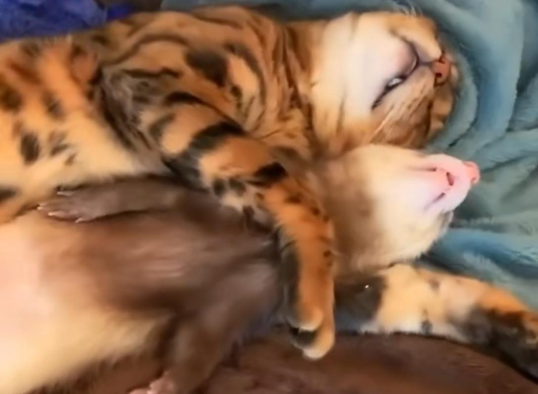 黄鼠狼黄大仙的视频,黄鼠狼捕捉黄大仙