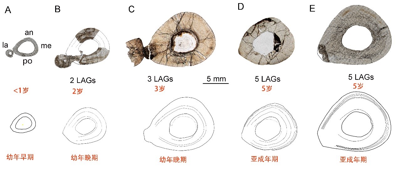 为啥恐龙可以一辈子长长长，而我们却不能？古生物学家从骨组织学上揭开了秘密