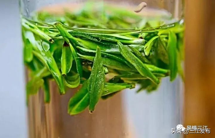 三江金奖茶,中国早春第一茶三江茶