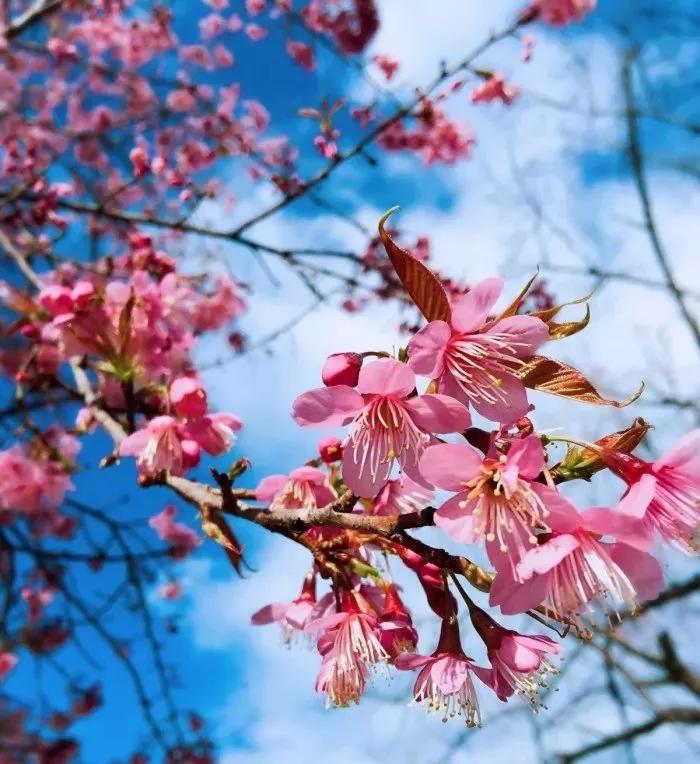 几月赏樱花最好,最美赏樱攻略大全