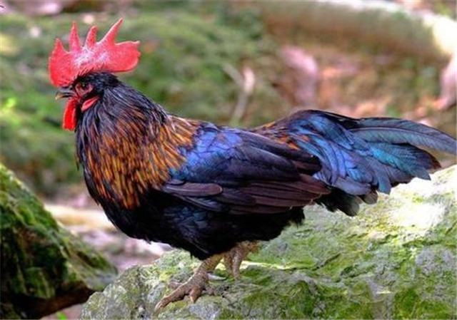 十年鸡头胜砒霜的意思,十年鸡冠越老越有毒吗