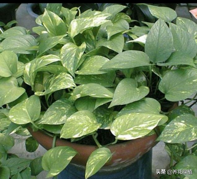 水培绿萝跟土培绿萝是一个品种吗,绿萝的养殖方法水培和土培的区别