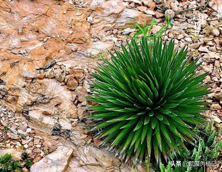 极品龙舌兰,精品龙舌兰欣赏