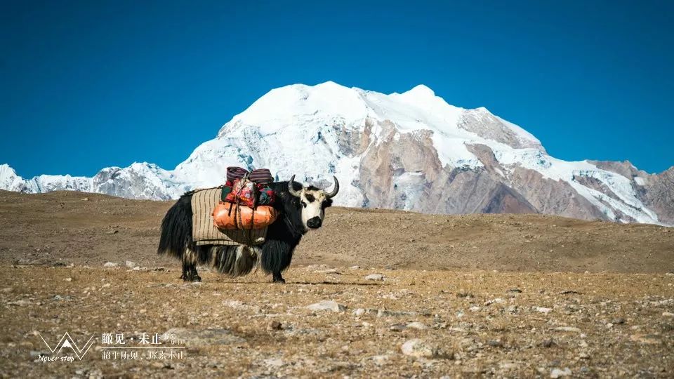 希夏邦马环线徒步8日行程,户外徒步希夏邦马峰大环线视频