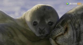 炸裂9.9，BBC再出神片，美得让人脸红