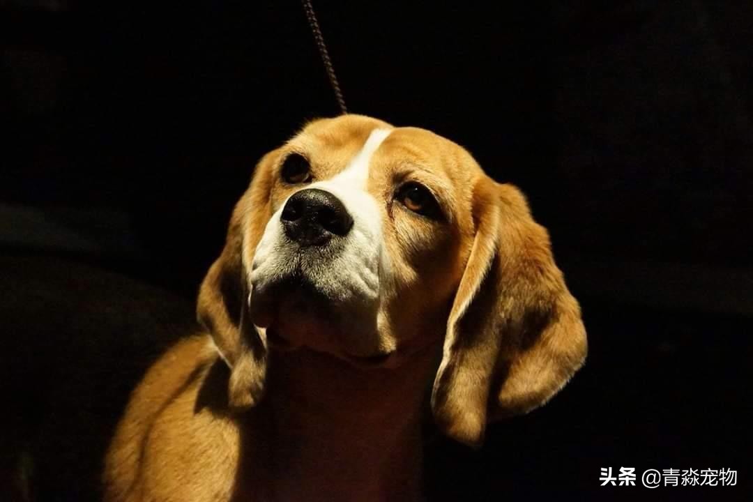 狗狗吃撑了呕吐拉稀怎么办,狗狗感冒了呕吐喂什么药好