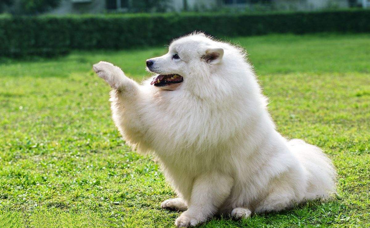 狗狗哪几个部位会散发异味,狗狗臭的解决方法