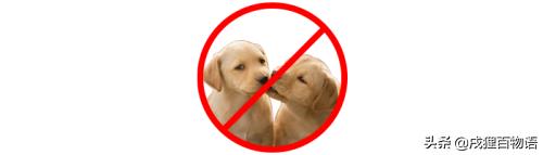 狗狗受孕前要注意什么,狗狗生育小知识