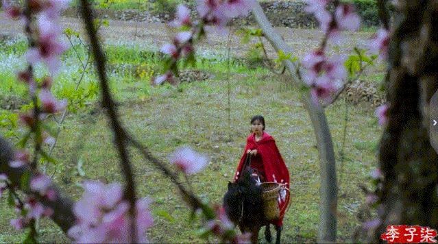 李子柒火了的视频,李子柒现身网红节却暴露真实颜值