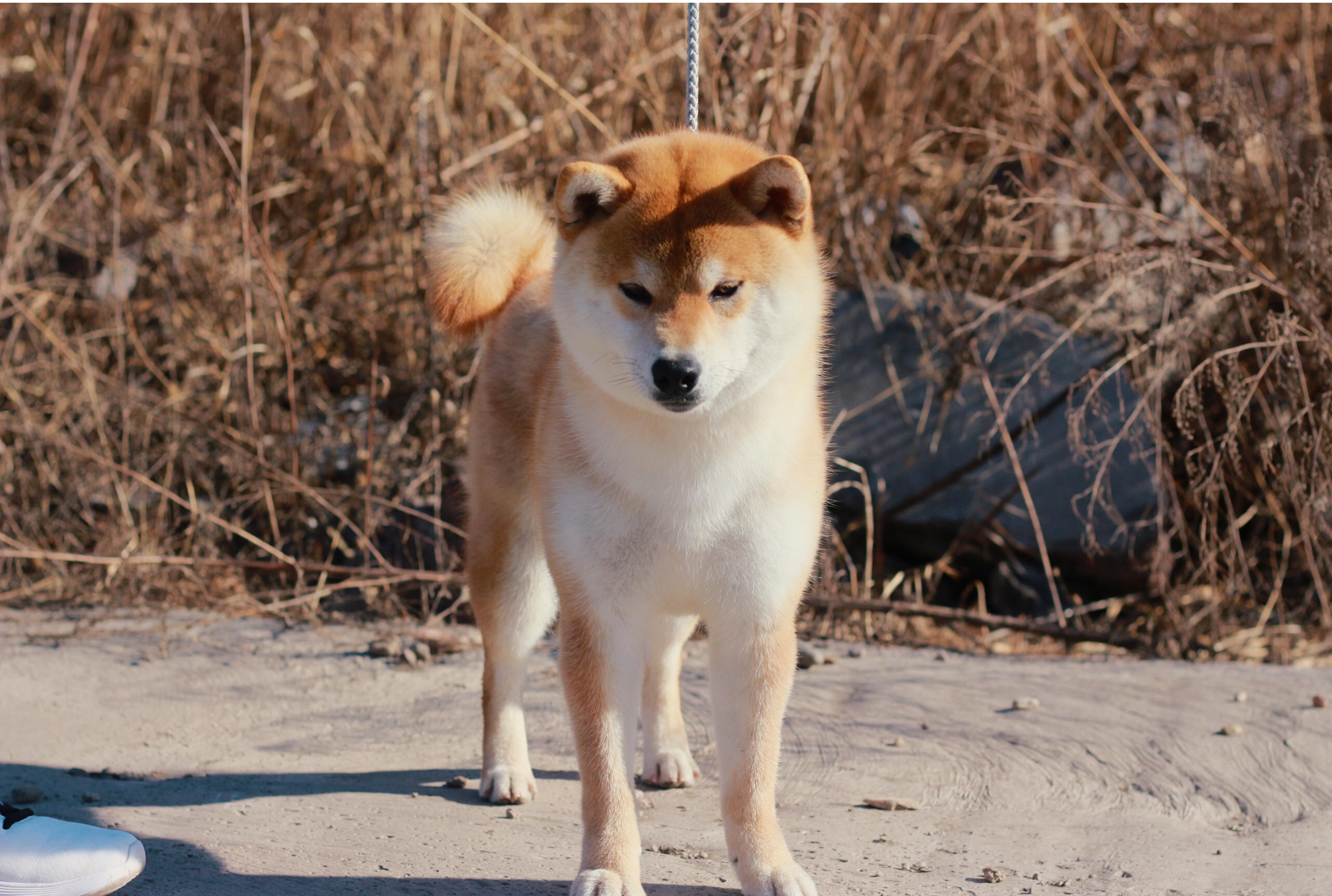 柴犬散养是不是不听话,柴犬这么不听话怎么当猎犬