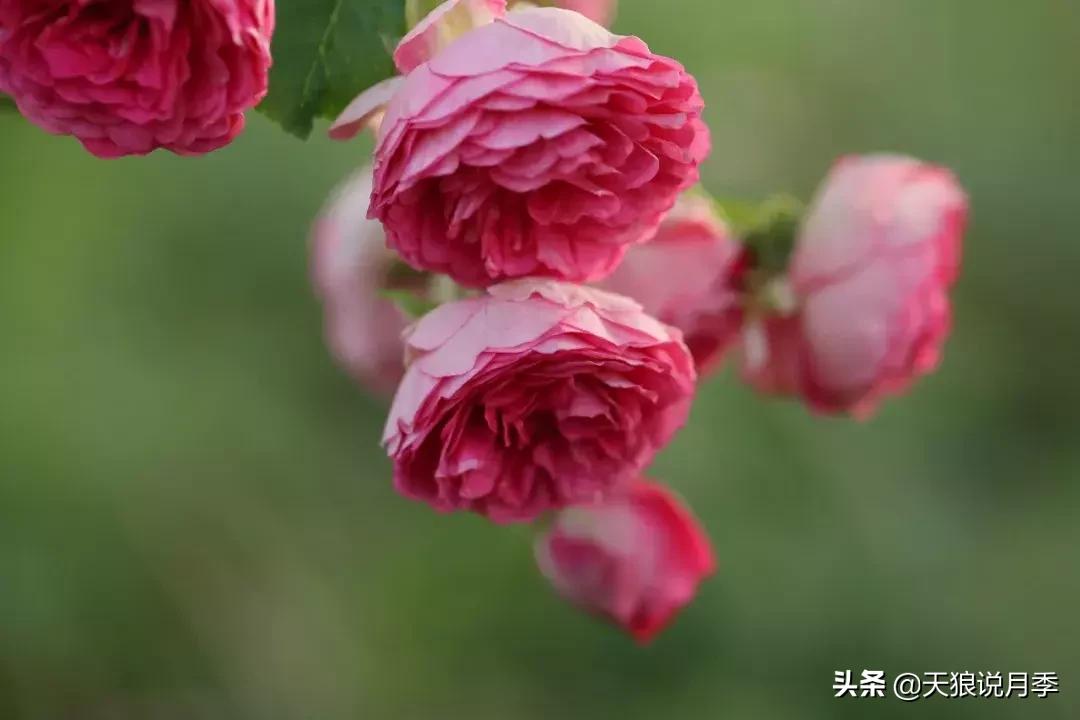 哪些月季品种抗病强,抗病性好月季有哪些