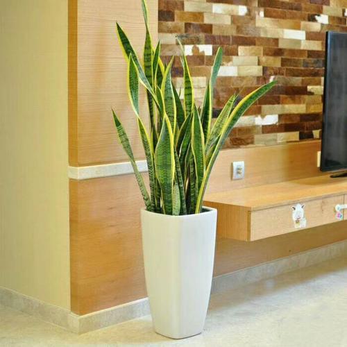 虎皮兰扦插方法及最佳季节,虎皮兰的扦插时间和方法