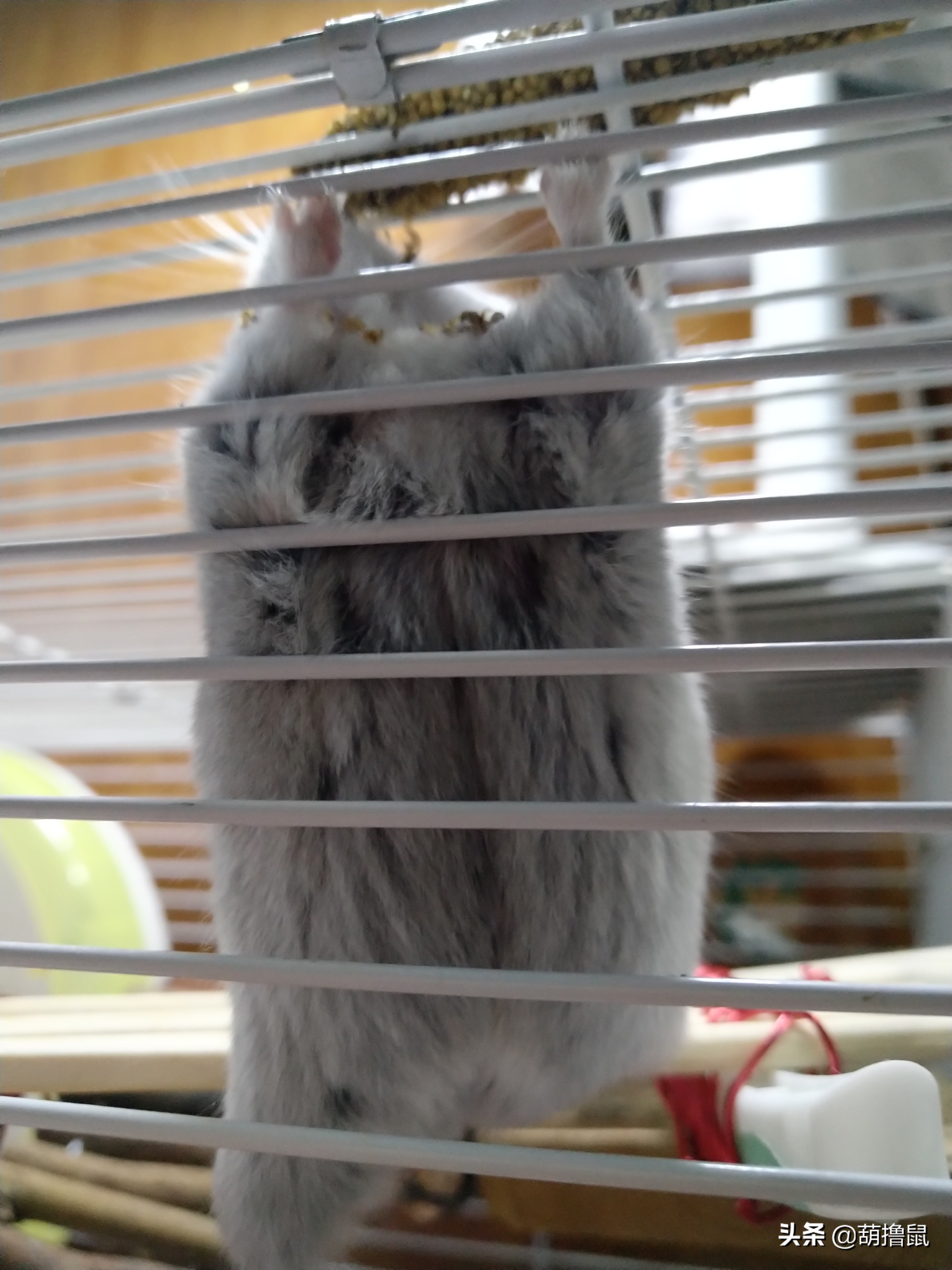 仓鼠怀孕注意事项和禁忌,仓鼠怀孕后一定要分开养吗