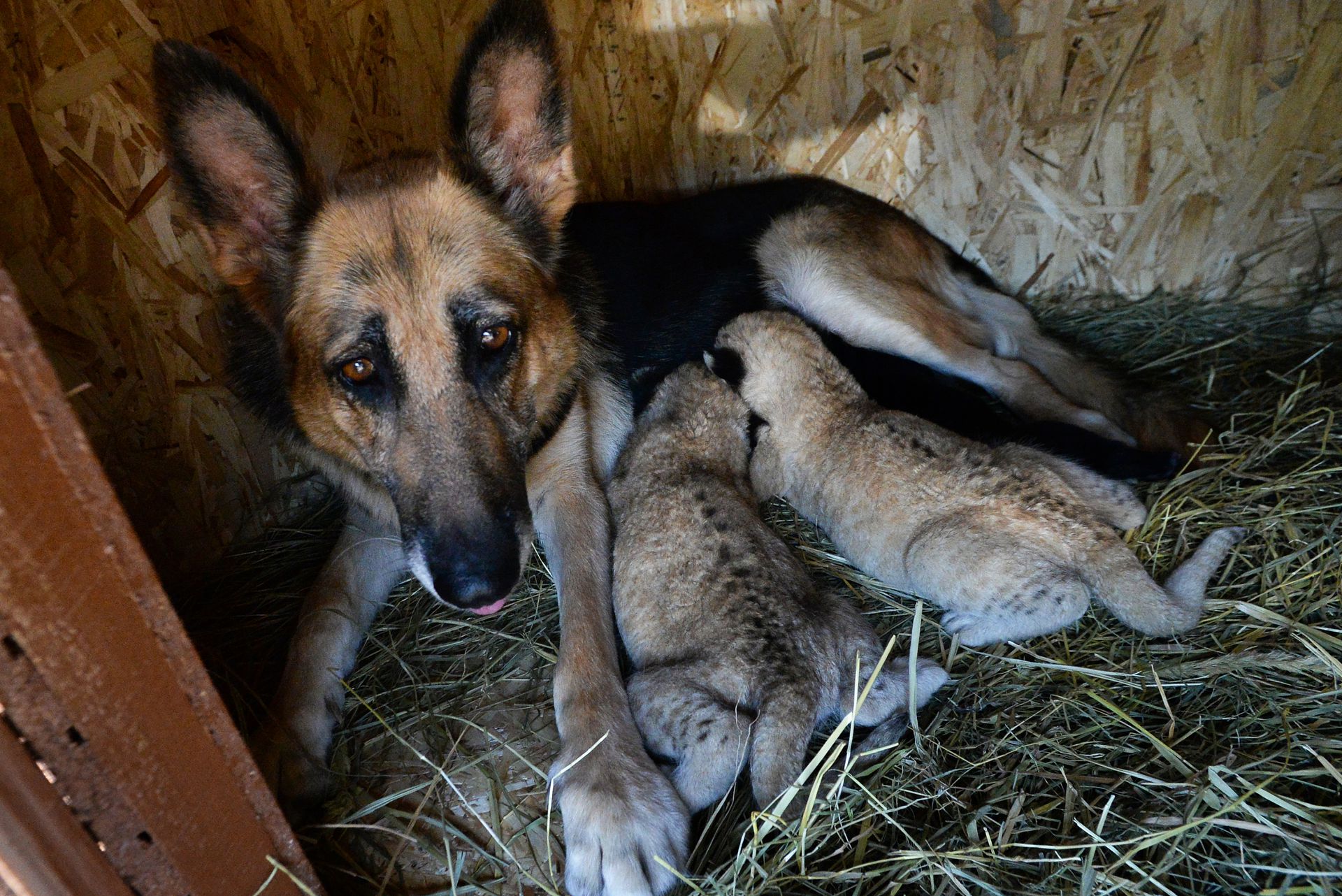 棕熊打各种熊和各种动物画面,动物和熊斗的视频