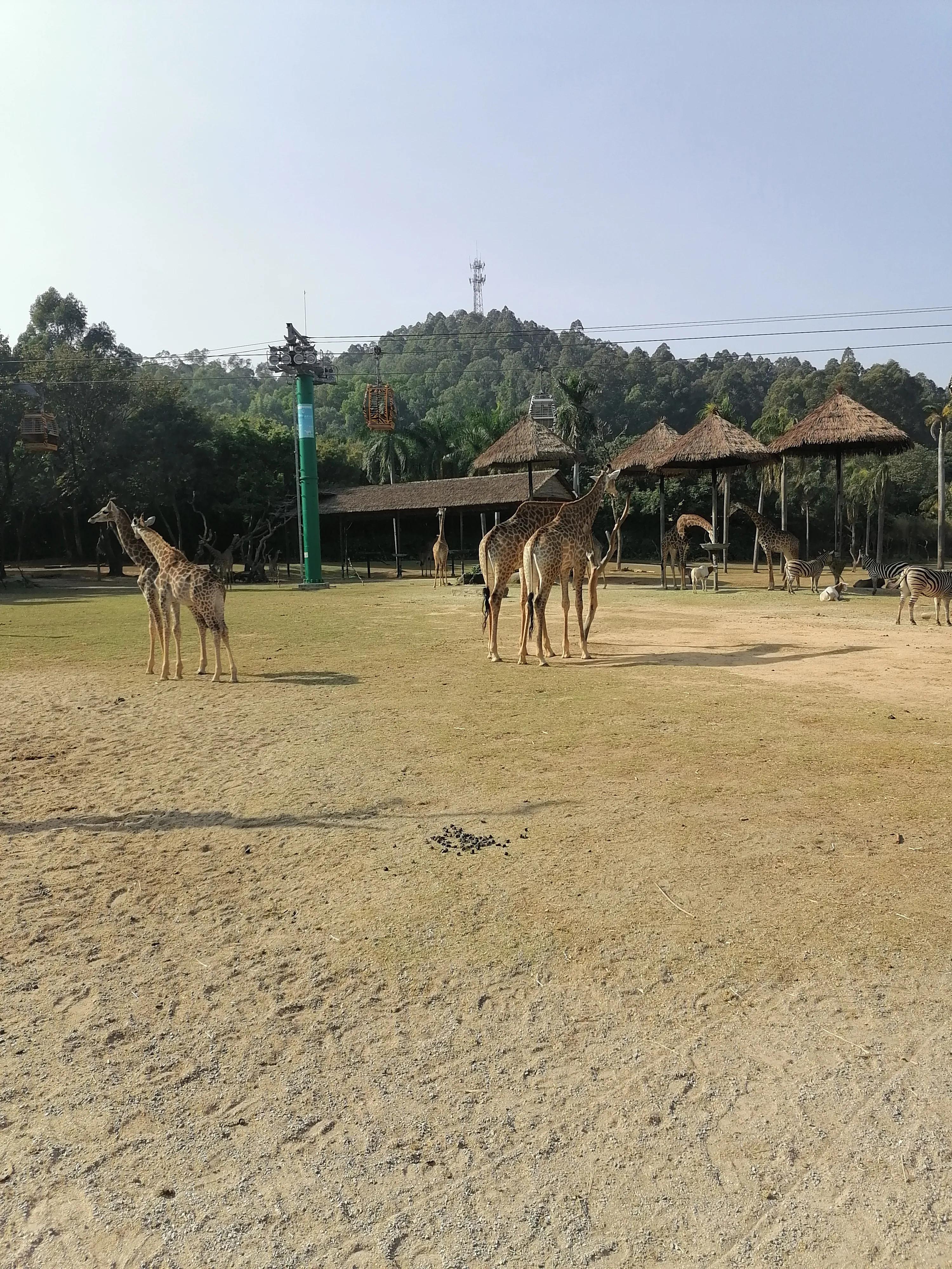 去广州长隆动物世界游玩攻略,广州长隆动物园亲子游玩攻略