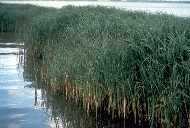 这植物原是“生态系统工程师”，隐藏多年爆发，成了“生态杀手”